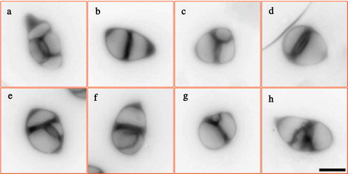 Figure 4. Heat stress causes abnormal meiotic cytokinesis. A-H, Aniline blue staining of tetrad-stage PMCs in control plant (a) and heat-stressed plants (b-h). Scale bar = 10 μm.