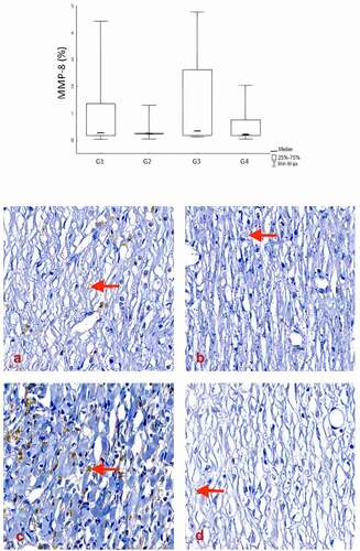 Figure 6. Comparison of groups in relation to the MMP-8. In the analysis of collagen remodeling on the 28th day, the results showed a lower expression of MMP-8 in the SC and SC + AM groups. Red arrows indicate MMP-8 expression stained brown (400X).