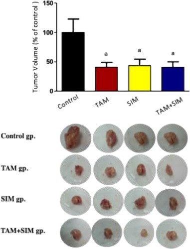 Figure 8 Effect of TAM (2.5 mg/kg), SIM (2 mg/kg), and their combination on tumor volume of EAC-bearing mice. Values were given as mean±SD of n=6. Statistical significance of the result was analyzed by one-way ANOVA followed by Tukey multiple comparison test.(a) Significantly different from the control group at P˂0.05.