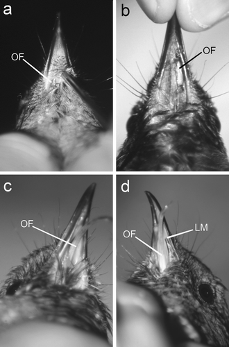 Figure 1.  Ventral views of stitchbirds with oral fistulas (OF). 1a: A 4-month-old female with a small stage 1 OF. 1b: A male with a stage 2 OF; photograph taken immediately after the tongue had been replaced through the fistula. In both cases the OF was restricted to one side of the midline ventral feather tract. 1c: The tongue was permanently protruding through the fistula (stage 3 OF), and its action had eroded the ventral feather tract and the fistula incorporated the entire floor of the oral cavity. 1d: The same bird 2 years later with a stage 4 OF; the action of the tongue had eroded a significant piece (12 mm) of the rostral left mandible (LM indicates the rostral edge of the remaining left mandible).