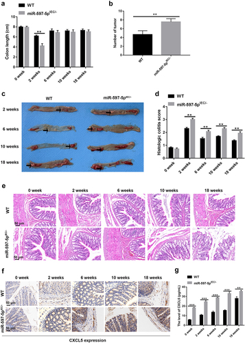 Figure 3. The miR-597-5p-deletion in intestinal epithelial cells (IECs) accelerates CAC early development and promotes CXCL5 expression in AOM/DSS-treated mice. (a) the colon length of mice was gauged. N = 3. (b) the number of tumors was calculated at the completion of 18th week of AOM/DSS introduction. N = 6 (c) gross colon morphology conclusion of the 2th, 6th, 10th and 18th weeks following AOM/DSS treatment. N = 3. (d-e) histological colitis scores of mice and representative images of histological sections in each group. N = 3. (f) Immunohistochemical (IHC) staining was employed for the detection of protein expression of CXCL5 in colonic tissues of AOM/DSS-induced mice. N = 6. (g) ELISA was used to detect the presence of CXCL5 protein in the supernatant of mouse colonic specimen. N = 3.