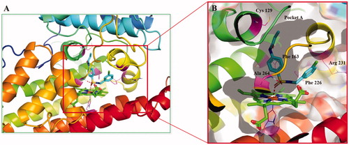 Figure 16. (A) Proposed binding mode of compound 5d docked into the crystal structure of human IDO1 (PDB: 4PK5) by IFD methods. (B) The interactions between compound 5d and IDO1. Polar interactions were presented by red dotted line.