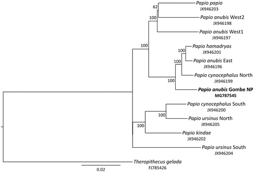 Figure 1. Maximum-likelihood tree showing phylogenetic relationships among baboon lineages. The olive baboon from Gombe NP (highlighted in bold) clusters with eastern P. anubis, northern P. cynocephalus and P. hamadryas. Numbers on nodes refer to bootstrap values and the bar indicates substitutions per site. GenBank accession numbers are listed below species.