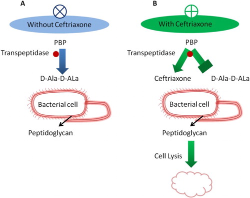 Figure 3. Overview of ceftriaxone mechanism.The mechanism of action of ceftriaxone is similar to that of other beta-lactam antibiotics. It inhibits the peptidoglycan layer of the bacterial cell wall catalyzed by transpeptidases. D-alanyl-D-alanine is structurally similar to ceftriaxone; however, transpeptidases irreversibly bind to ceftriaxone. Therefore, the final cross-linking of peptidoglycan is blocked, which collapses the bacterial cell wall leading to eventual bacterial cell lysis.