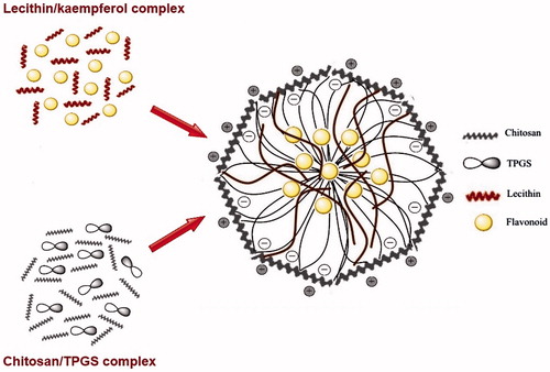 Scheme 1. Schematic illustration of kaempferol encapsulated chitosan–lecithin nanocarriers.