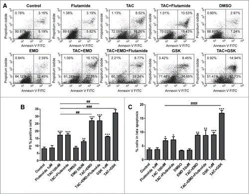 Figure 1. Early and late apoptosis of MCF-7 breast cancer cells treated by TAC and SGK1 inhibitors EMD638683 and GSK650394. (A) Original dot-plots (PI/Annexin V) of a representative expriment demonstrating an increase of cell events in the lower right quadrant (early apoptosis) and upper right quadrant (late apoptosis) in TAC- and TAC+EMD638683- or TAC+GSK650394- treated group in the presence and absence of 1 μM flutamide. (B,C) Flow cytometry results after a 24h treatment in the absence (control) or presence of 100 nM TAC, 50 μM EMD638683, combination of TAC+EMD638683, in the presence or absence of 1 μM flutamide, or 1 μl solvent (DMSO) following staining with FITC conjugated Annexin V and propidium iodide (PtdIns). Presented results are arithmetic means ± SEM (n = 6) of the percentage gated MCF-7 cells binding Annexin V but not propidium iodide (early apoptosis, B), or both Annexin V and propidium iodide (late apoptosis, C). * (P < 0 .05), ** (P < 0 .01) and *** (P < 0.001) indicate significant differences to respective value of untreated control. &&& (P < 0 .01) indicates significant differences of TAC+EMD638683-treated cells to respective values of TAC-treated cells (unpaired t-test). Note that no differences are observed between presence or absence of 1 μM flutamide.