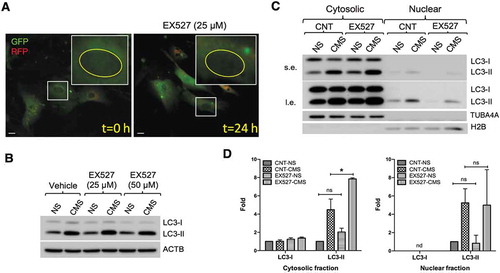 Figure 6. SIRT1 inhibition does not prevent CMS-induced autophagy in hTM cells. (A) Live cell imaging of AdtfLC3-transduced cells treated with EX527 (25 µM) for 24 h. Scale bars: 20 μm. (B) Effect of EX527 on CMS-induced autophagy. hTM cells were subjected to CMS for 24 h in the presence or absence of EX527 (25 or 50 µM). The expression levels of LC3 were measured in whole cell lysates by WB. ACTB is used as a loading control. (C) Quantification of LC3 expression in cytosolic and nuclear fractions of hTM cells subjected to CMS for 24 h in the presence or absence of EX527 (50 µM). s.e., short exposure; l.e., long exposure. LC3-I and LC3-II band intensities were normalized by TUBA4A and H2B in cytosolic and nuclear fractions, respectively (D). Data are shown as the mean ± S.D. (n = 3), *, p < 0.05, two-tailed unpaired Student’s t-test. ns: not significant, nd: not detected.