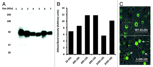 Figure 4. Expression of prion deletions in Sf9 cells as fusion proteins with GFP. (A) Western blot of Sf9 cells infected with each prion-GFP fusion with mAb 6H4 at two days post infection. (B) Mean fluorescence of each prion-GFP fusion at 2 d post infection normalized to the 6H4 signal. (C) Fluorescence microscopy of Sf9 cells expressing GFP tagged prion protein. The upper panel is WT 23–231-GFP and the lower is Δ105–125-GFP. The scale bars indicate 400µm.