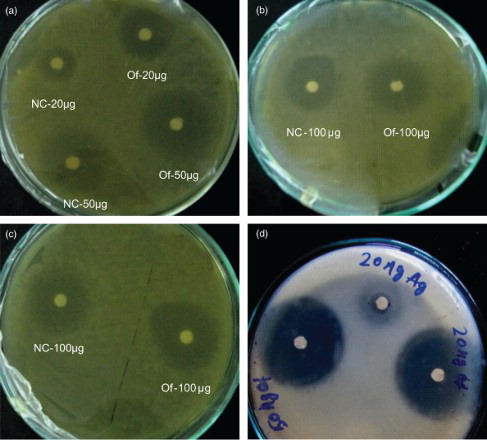 Figure 2. Comparative analysis of the antimicrobial/killing effect of Ag-ZnO NC on E. coli and B. thuriengensis showing zone of inhibition. 2a-c - Zone of inhibition on E. coli. 2d - Zone of inhibition on B. thuriengiensis.