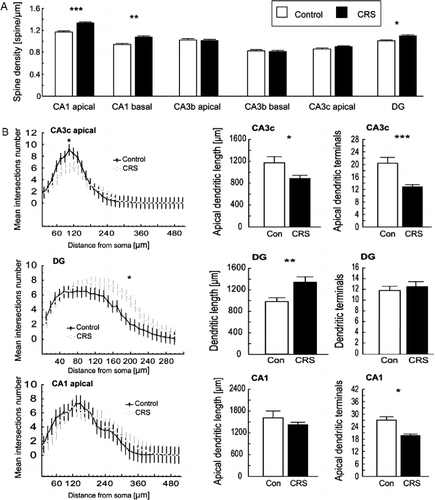 Figure 2.  (A) CRS increases spine density in the CA1 and DG area with no effect in the CA3 area (mean ± SEM) *p < 0.05; **p < 0.01; ***p < 0.001, t-test. (B) CRS changes the branching pattern in the apical part of the CA3c cells and in the DG granular cells, whereas the number of apical terminals in the CA1 was decreased in the CRS group *p < 0.05; **p < 0.01; ***p < 0.001, t-test; bar plot shows: mean ± SEM, Sholl analysis: plots show mean values ± 95% confidence intervals (CI) (no overlapping whiskers indicate significant differences between groups with p ≤ 0.05), one-way ANOVA.