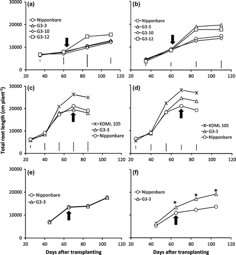 Figure 3. Total root length of NILs, G3-3, G3-10, G3-12, KDML 105, and Nipponbare genotypes under continuous waterlogging (CWL) (a, c, e) and continuous cycles of alternate waterlogging and drought (CAW-D) of mild stress (b, d) and severe stress (f) in 2012 (a, b), 2013 (c, d) and 2014 (e, f).