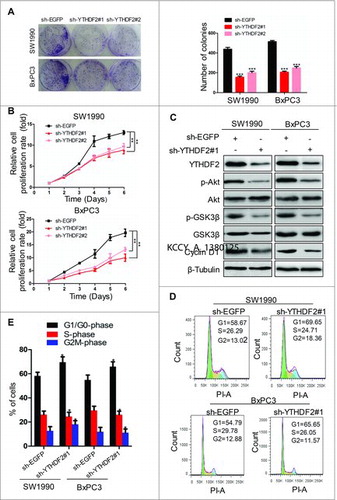 Figure 3. YTHDF2 knockdown inhibits the ability of proliferation via Akt/GSK3β/CyclinD1 pathway in pancreatic cancer cells. (A) Colony-forming assay to examine the effects of knocking down YTHDF2 on the growth of SW1990 and BxPC3 cells. ***P < 0.001. (B) SW1990 and BxPC3 cells were transfected with sh-EGFP or sh-YTHDF2#1/ sh-YTHDF2#2 plasmid and the number of viable cells at the indicated time points was evaluated using the Cell Count Kit-8. The proliferation of cells was suppressed by YTHDF2 depletion. **P < 0.01. (C) Immunoblotting of Akt, p-Akt, GSK3β, p- GSK3β, CyclinD1in SW1990 and BxPC3 cells treated with sh-YTHDF2#1 or sh-EGFP. β-Tubulin was used as a loading control. (D, E) YTHDF2 knockdown in SW1990 and BxPC3 increased the fraction of cells in G1/G0-phasewith a corresponding decrease in S-phase as compared to the control cells. Data are expressed as mean ± SD. The results are representative of three independent experiments. Data are expressed as mean ± SD. The results are representative of three independent experiments.