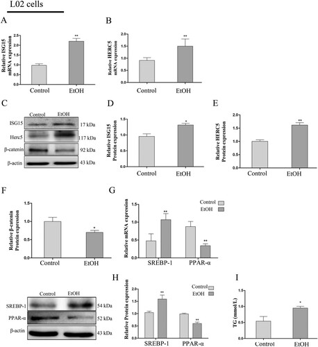 Figure 3. ISG15 and HERC5 levels were increased and β-catenin levels were decreased in EtOH-stimulated L02 cells. (A-B) The expression levels of ISG15 and HERC5 were detected by qRT-PCR. (C-E) The expression levels of ISG15 and HERC5 were detected by western blotting. (F-G) The expression levels of β-Catenin were detected by qRT-PCR and western blotting. (H) The expression levels of SREBP-1 and PPAR-α were detected by qRT-PCR. (I) The expression levels of SREBP-1 and PPAR-α were detected by western blotting. (J) The expression of TG levels in cell supernatants. *p < 0.05, **p < 0.01 versus control group. Data represent the mean ± SD for 3–4 independent experiments.