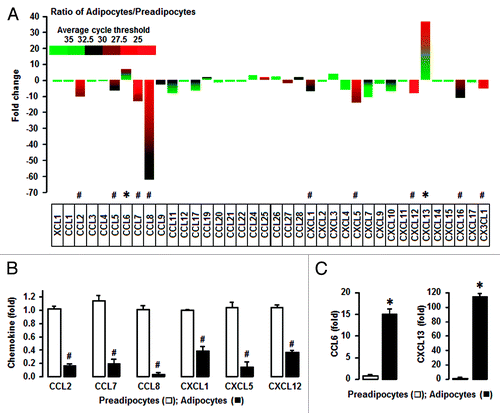 Figure 1. Adipocytes have a predominant increase in CXCL13 and a decrease in CCL8 compared with preadipocytes. (A) Comparison of chemokine ligands in preadipocytes and adipocytes. After isolating total RNA from nondifferentiated (preadipocytes) and differentiated cells (adipocytes), a PCR array was performed using a customized PCR array plate containing complementary sequences for mouse chemokine genes. Different colors indicate the average cycle threshold with expressions that ranged from >35 to <25. Chemokines with a >2-fold increase (*) or decrease (#) were recognized as the major differences between preadipocytes and adipocytes by excluding lowly expressed chemokines with a >30 cycle threshold. (B) Confirmation of preadipocyte-dominant chemokines by qRT-PCR. (C) Confirmation of adipocyte-dominant chemokines by qRT-PCR. After isolating total RNA, qRT-PCR was performed using primers for CCL2, CCL6–8, CXCL1, CXCL5, CXCL12, and CXCL13. Fold changes were calculated as a relative value after setting the first sample of preadipocytes as a control group (1.0). * and # indicate a significant increase or decrease (P ≤ 0.05), respectively (Student t test). Experiments were performed in triplicate and all data are shown as mean ± SEM.