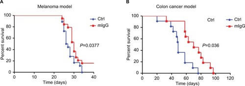 Figure 3 Mouse IgG prolonged the survival of cancer-bearing mice.Note: Administration of mouse IgG prolonged the survival durations in the B16-F10 melanoma model (A, n=20) and the CT26 colon cancer model (B, n=11).Abbreviations: Ctrl, control; IgG, immunoglobulin G; mIgG, mouse IgG.