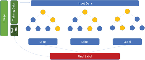 Figure 1. A simplified diagram that depicts the mechanism of segmenting a pixel within an image using a random forest classifier. The input data is split into test data and training data. Training data comprised of many pixels are individually run through an algorithm of different decision trees. Each branch of a tree is a feature used to extract information from that pixel. Labels are collected from multiple trees and the pixel is given a final label that agrees with the majority of decision trees or in some cases the final label is an average of all preliminary labels.