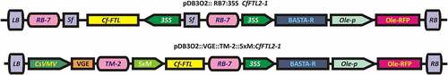Figure 1. Schematic representation of T-DNA constructs used for the transformation of Arabidopsis. LB, RB – left and right T-DNA borders respectively; RB-7,TM-2 –matrix attachment regions from tobacco; Sf- short stuffer fragment 35 bp, Cf-FTL – C. ficifolium FTL ORF, 35S – Cauliflower mosaic virus 35S promotor; BASTA-R phosphinothricin N-acetyltransferase gene conferring tolerance to Basta herbicide; Ole-p - oleosin promotor from Arabidopsis, Ole-RFP – gene for RFP reporter protein fused to Arabidopsis oleosin; CsVMV promotor from Cassava vein mosaic virus; VGE - chimeric transcription factor VGE reactive to methoxyfenozide, 5×M – minimal 35S promoter fused with 5 copies of Gal4 binding domain. Not drawn to scale.