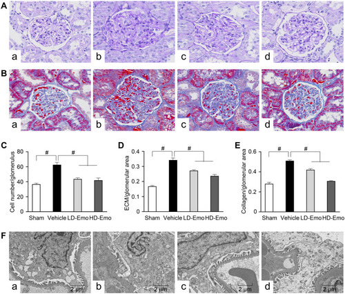 Figure 4 Effects of Emo on the glomerular morphological changes.