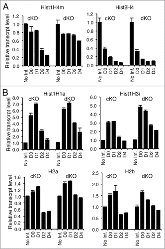 Figure 1. Removal of Hinfp causes reduction of histone H4 mRNA levels in both cKO and dKO cells. Quantitative PCR analysis of relative mRNA levels was performed for different histone genes in both cKO and dKO cells. (A) RNAs for 2 Hinfp-dependent histone H4 genes, Hist1H4m and Hist2H4 are reduced after Hinfp ablation, (B) Other core and linker histones upon Hinfp-mediated histone H4 depletion show transient increases in expression levels. (Hist1H1a, Hist1H3i, H2a, H2b).