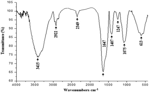 Figure 3. Infrared spectra of the polysaccharide extracted from CCE recorded in the frequency range of 4000–500 cm−1.