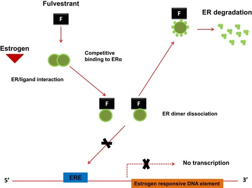 Figure 1 The molecular mechanism of action for Fulvestrant. Fulvestrant, being a pure steroidal ERα antagonist, inhibits the dimerization of the estrogen receptor and blocks the nuclear localization of the receptor itself. The binding of fulvestrant with ER also leads to a rapid degradation of the fulvestrant-ER complex and makes the receptor unavailable to estrogens, so the ability of ER to promote gene transcription is attenuated.