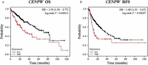 Figure 2. Kaplan-Meier survival analysis comparing the low and high expression of CENPW in patients with liver cancer in the Kaplan-Meier plotter database. (a) Survival analysis of overall survival (OS) in the liver cancer cohort (P < 0.01). (b) Survival analysis of relapse-free survival (RFS) in the liver cancer cohort (P < 0.01).