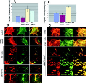 Figure 3 C3 transferase and p190 Rho GAP promote PE outgrowth. The extent of outgrowth was promoted when PE outgrowth was transfected with a vector encoding C3 transferase, or by addition of the C3 transferase enzyme to lipofectamine permeabilized cells (A). Addition of C3 transferase promotes a transition from focal adhesions to focal complexes and an increase in filopodia formation (B). The extent of outgrowth was promoted by transfection with a vector expressing p190 Rho GAP (C). Addition of P190-Rho GAP promotes a focal adhesion to focal complex transition, and the formation of filopodia (D).