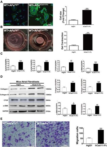 Figure 5 CDH11-Fc induced atrial fibroblast activation and migration. AFs were isolated from WT mice, cultured and serum-starved for 24h, followed by treatment of hCDH11-Fc (10μg/mL; 24h). (A-E) Illustrated hCDH11-Fc mediates changes in (A) α-SMA expression and cell morphologies by immunostaining; (B) contraction of fibroblast-populated collagen lattices by collagen gel contraction assay; (C) mRNA levels of Col1A1 and α-SMA by qRT-PCR and (D) protein levels of Collagen I/III, α-SMA and CTGF by Western blotting. Cell migrations was assayed by transwell (E). Data are presented as mean ± SD for (C and D) and mean ± SE for E. *: p<0.05, **: p<0.01, ***: p<0.001 vs hIgG1.