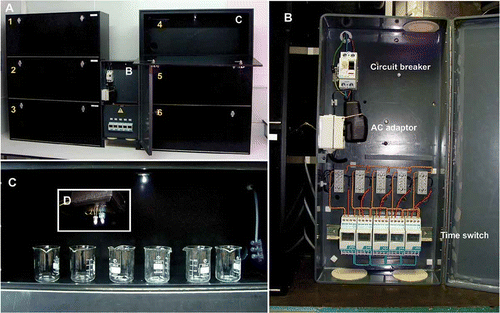 Figure 1. A, description of the induction system (1, photoperiod of 8:16 light:dark; 2, 12:12; 3, 16:8; 4, 24:0; 5, no condition; 6, 0:24). B, electrical mechanism. C, compartment with beaker and lighting system. D, zoom on the lighting system [two light-emitting diodes (LEDs)].