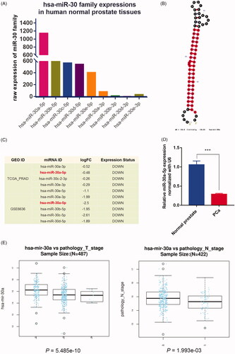 Figure 3. Expression pattern and clinical significance of miR-30a-5p in prostate cancer tissues. (A) The comparison of miR-30 family expression abundance in human normal prostate tissues. (B) Secondary structure of miR-30a predicted by miRNAMap. (C) miR-30a-5p was downregulated in both TCGA-PRAD and GSE6636 prostate cancer datasets. (D) Comparison of miR-30a-5p expression in prostate cancer patients (n = 20) and normal controls (n = 20) were analyzed by qRT-PCR. Data were presented as mean ± SEM, ***p < .001 compared with normal controls. (E) Negative correlation between the expression of miR-30a-5p and the T- or N-stage in TCGA-PRAD revealed by LinkedOmics, p = 5.49e-10, 1.99e-03.