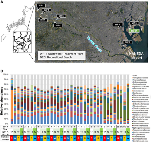Figure 1 Map of water sampling sites along the Tama River and around Tokyo Bay area. (A) WWTP (WP) effluents and surface water from a recreational beach (BEC) were obtained for AMR investigations in this study. (B) Taxonomic classification of the domain rank of the effluents from WPs (WP1–9) and a recreational beach (BE) based on metagenomic DNA-Seq analysis results.