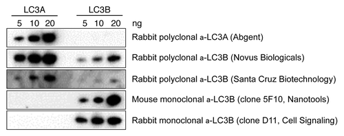 Figure 3. Rabbit polyclonal LC3B antibodies show crossreactivity with LC3A protein. Western blots containing recombinant LC3A and LC3B (5–20 ng) protein were probed with the following antibodies: mouse monoclonal antiLC3B (Nanotools), rabbit monoclonal antiLC3B (Cell Signaling), rabbit polyclonal antiLC3A (Abgent) and rabbit polyclonal antiLC3B from Novus Biologicals and Santa Cruz Biotechnology.