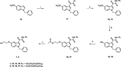 Scheme 1. Reagents and conditions: (i) anhydrous Et2O, oxalyl chloride, room temperature, 2h; (ii) anhydrous toluene, N,N-dimethyl-1,3-propylenediamine (for 12) or N,N-diethylethylenediamine (for 13), NEt3, room temperature, overnight; iii) a) anhydrous DCM, BBr3, -10 °C, 30 min.; (b) room temperature, overnight; (iv) acetone, Cs2CO3, 2-bromoethylacetate, reflux, overnight; (v) 1,4-dioxane, 1M NaOH, room temperature, 5h.