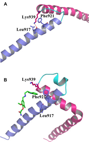 Figure 7 Compound 7594–0037 interrupted the binding interactions between the N- and C-termini of c-Myc protein. (A) The detailed binding interactions at the two termini of c-Myc. (B) Compound 7594–0037 inserted into the interface of the two termini, and cleaved the hydrogen bond formed by residues Leu917 and Lys939. The N- and C-termini of c-Myc are shown in cartoon models, and colored in blue and magenta, respectively.