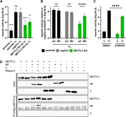 Figure 6. METTL3 is necessary for JUNV RNA synthesis and interacts with JUNV NP. (A, B) Importance of METTL3 for JUNV RNA synthesis and protein expression. Parental, negCtrl or METTL3 KO cell lines were transfected with the plasmids required for a JUNV minigenome assay and in (B) additionally with either empty vector (pC) or pCAGGS-METTL3-ΔgRNA (M3). As a negative control, the viral polymerase was omitted (-L). Means and standard deviations from at least three independent experiments are shown. (C) Influence of METTL3 inhibition on JUNV RNA synthesis and protein expression. 293 T parental cells were transfected with all components for a JUNV minigenome assay. 4 and 24 hpt cells were treated with 30 µM STM2457 or DMSO as control. 48 hpt reporter activity was determined. Means and standard deviations from four biological replicates from two independent experiments are shown. (D) JUNV NP interacts with METTL3. 293 T cells were co-transfected with flagHA-METTL3 and JUNV myc-NP or JUNV myc-Z. Two dpt, cells were lysed and subjected to anti-flag immunoprecipitation. Input and precipitates were subjected to SDS-PAGE and Western blot analysis and METTL3 was detected using anti-HA antibodies and the JUNV proteins using anti-myc antibodies. Representative results from three independent experiments are shown. Asterisks indicate p values from one-way ANOVA with Sidak’s multiple comparisons test (**: p ≤ 0.01; ****: p ≤ 0.0001; ns: p ≥ 0.05).