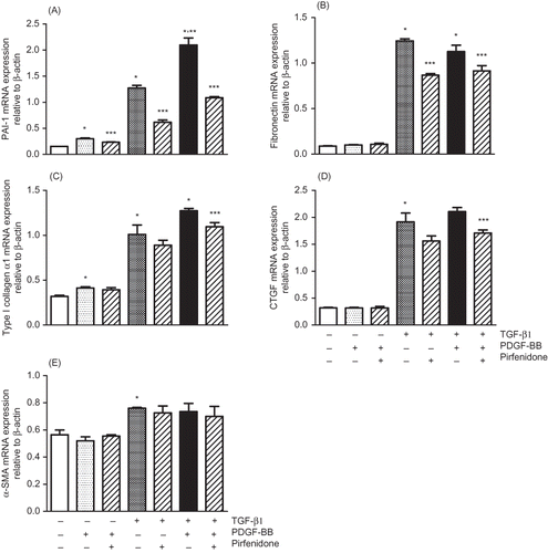 Figure 4. Effect of pirfenidone on TGF-β1- and PDGF-BB-induced mRNA expression of PAI-1 (A), fibronectin (B), type I collagen α1 (C), CTGF (D), and α-SMA (E) in NRK52E cells. Cells were treated with either TGF-β1 (3 ng/mL) or PDGF-BB or both (5 ng/mL) for 24 h with or without pirfenidone (0.5 mmol/L). Values are mean ± standard error of four independent experiments. *p < 0.05 versus vehicle group; **p < 0.05 versus TGF-β1-treated group; ***p < 0.05 versus TGF-β1, PDGF-BB, or TGF-β1 + PDGF-BB-treated group.