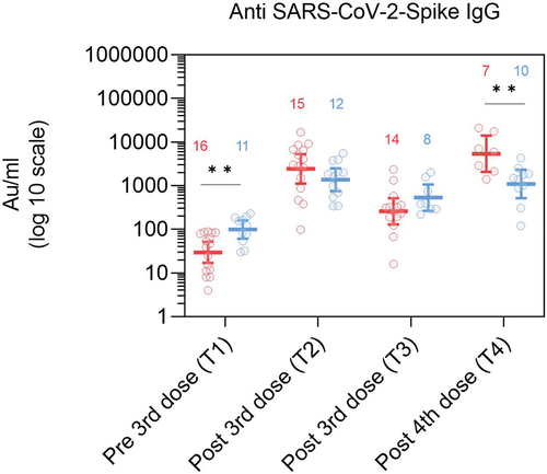 Figure 2. Anti SARS-CoV-2-Spike IgG levels in serum of dialysis patients (red) and controls (blue) at T1 (1–2 months pre 3rd dose), T2 (1–3 months post 3rd dose), T3 (4–5 months post 3rd dose) and T4 (2–4 months post 4th dose). Numbers of participants included are indicated in the graph.