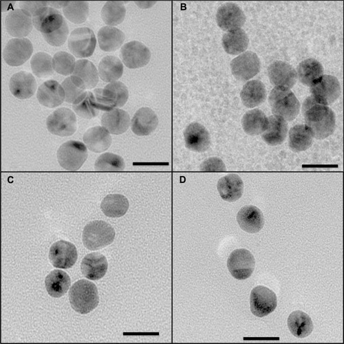 Figure 6 Transmission electron microscopic images for gold nanoparticles (A). Gold nanoparticles conjugated with BODIPY® (2.0 μg/mL), (B). Gold nanoparticles conjugated with BODIPY-PEG (1.5–6.25 μg/mL), (C). And gold nanoparticles conjugated with PEG (25.0 μg/mL) (D).Note: Scale is 20 nm at 145,000×.Abbreviation: PEG, poly(ethylene glycol).