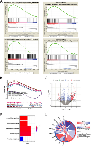 Figure 4 Exploration of METTL1-related function enrichment analysis. (A) GSEA enriched pathways in low METTL1 expression group; (B) Multiple GSEA enriched pathways in low METTL1 expression group; Volcano plot (C) for 35 METTL1-coexpressed DEGs; Bubble pot (D) and Circos plot (E) for the enrichment of METTL1-coexpressed DEGs.