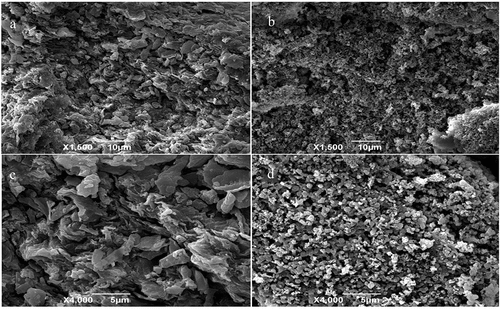 Figure 3. SEM images of Morchella importuna powder (a, ×1500; c, ×4000); M. importuna-derived soluble dietary fiber (b, ×1500; d, ×4000).Figura 3. Imágenes SEM del polvo de Morchella importuna (a, ×1500; c, ×4000); fibra dietética soluble derivada de M. importuna (b, ×1500; d, ×4000).