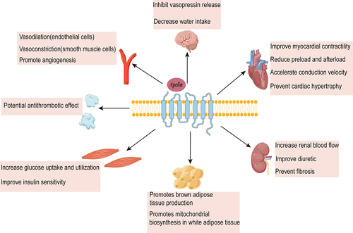 Figure 1 There is a wide range of physiological effects caused by the activation of APJ receptors in both the central and peripheral nervous systems. (eg vasodilatory, vasoconstrictive, angiogenic, and possibly antithrombotic; increases myocyte conduction velocity, arrhythmogenic, and decreases myocardial hypertrophy and fibrosis; enhances renal blood flow and diuresis, and reduces fibrosis; inhibits the release of vasopressin from the hypothalamus and reduces water intake). Also, the Apelin/APJ system has a variety of metabolic effects. It increases muscle glucose uptake and usage. It also improves insulin sensitivity.