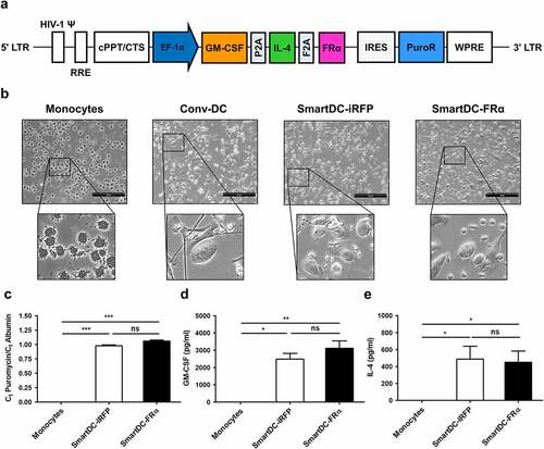 Figure 1. Schematic representation of lentiviral construct and characterization of SmartDC-FRα generated from human primary monocytes. a) Scheme of SmartDC-FRα construct containing tri-cistonic genes encoding GM-CSF, IL-4, and FRα linked with P2A and F2A self-cleaving sequences. PuroR indicates puromycin resistance gene. b) Morphologies of monocytes at day 1, cytokine-driven monocyte-derived DC (Conv-DC), SmartDC-iRFP, and SmartDC-FRα, after 7 days of culture. Scale bars represent 50 µm. c) Lentiviral copy numbers in monocytes, SmartDC-iRFP, and SmartDC-FRα evaluated by qPCR for puromycin resistance gene in lentiviral construct and housekeeping albumin gene. Result summarized from 3 independent experiments. d) GM-CSF cytokine secreted by monocytes, SmartDC-iRFP, and SmartDC-FRα measured by ELISA summarized from 3 independent experiments. e) IL-4 cytokine secreted by monocytes, SmartDC-iRFP and SmartDC-FRα measured by ELISA summarized from 3 independent experiments. (ns indicates not statistically significant, * indicates statistically significant with P-value<0.05, ** indicates statistically significant with P-value<0.01, *** indicates statistically significant with P-value<0.001).