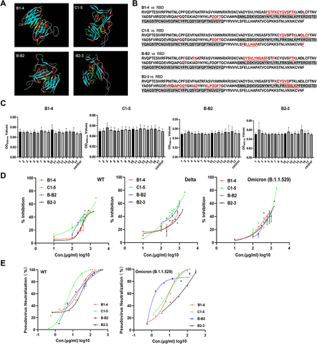 Figure 2 Affinity and binding sites of neutralizing nanobodies against RBD. (A) Structure docking model of nanobodies bound to RBD using DS. The antigen-binding epitopes are highlighted by yellow color. (B) RBD sequences of SARS-CoV-2 WT with a highlighted footprint of the four nanobodies (colored in light red). (C) The results of peptide-based ELISA of monomer nanobodies. (D) Exploring the RBD-ACE2 blocking activities (%inhibition) of four nanobodies to WT, Delta, and Omicron (B.1.1.529) RBD using sVNTs. (E) Measurement of the neutralization potency of nanobodies using pseudovirus neutralization assays.