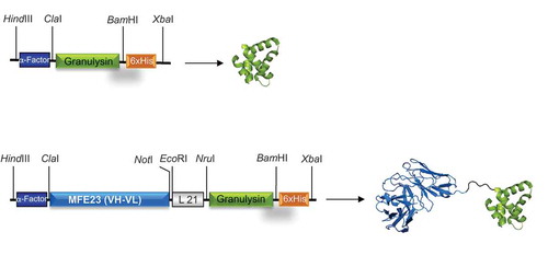 Figure 1. Schematic representations and three-dimensional models of GRNLY and MFE23-GRNLY. The α-factor signal peptide is used to direct secretion of the recombinant proteins in P. pastoris, and the 6xHis tag is appended for immunodetection and affinity purification, respectively. Models were prepared by A. Blanco.