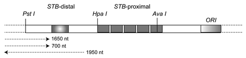 Figure 3 The partitioning locus STB of the 2 micron circle is located between the PstI and AvaI restriction sites on the plasmid genome. STB can be subdivided into two regions, one proximal to the plasmid replication origin and the other distal, by the HpaI site situated roughly half way between PstI and AvaI. STB-proximal harbors a tandem array of five copies of a 60 bp element. This is the region where Cse4 is localized on the plasmid.Citation24 STB-distal contains the termination signal for two plasmid transcripts directed towards the origin. It is likely that, analogous to the centromere, transcription through STB proximal may antagonize its partitioning competence. There is also a silencing element (shaded box) within STB-distal, which depresses the activity of a promoter in whose vicinity it is placed.
