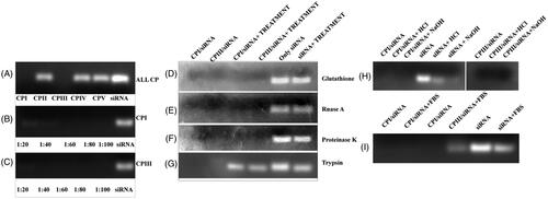 Figure 3. Gel retardation assay: study of complex formation between cyclic peptide and GAPDH siRNA. (A) The preformed CP/siRNA complexes were analyzed by agarose gel electrophoresis. GAPDH gene was incubated with CP at molar ratio 1:100. (B) siRNA was incubated with different concentrations of CP I to a molar ratio ranging between 1/20, 1/40, 1/60, 1/80 and 1/100, respectively. (C) siRNA was incubated with different concentrations of CP III to a molar ratio ranging between 1/20, 1/40, 1/60, 1/80 and 1/100, respectively. (D) siRNA release from CP I and CP III in the presence of glutathione. (E) siRNA release from CP I and CP III in the presence of RNase A. (F) siRNA release from CP I and CP III in the presence of proteinase K. (G) siRNA release from CP I and CP III in the presence trypsin (H). siRNA release from CP I and CP III in different pH condition. (I) siRNA release from CP I and CP III in the presence of FBS.