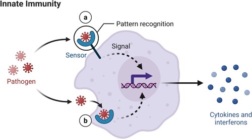 Figure 1. In innate immunity, sensors outside and inside a cell detect unusual molecules (e.g. from pathogens like viruses) through pattern recognition receptors (PRR), triggering immediate alarm through the secretion of cytokines and interferons. (Reprinted from ‘Innate Immunity', by BioRender, June 2020, retrieved from https://app.biorender.com/biorender-templates/ Copyright 2021 by BioRender.)