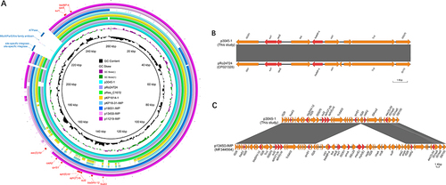 Figure 1 Genetic organization of plasmids carrying the blaIMP gene. (A) Circular comparison of plasmid p3045-1 with homologous plasmids harboring the blaIMP gene in NCBI GenBank database. In the outer circle, red arrows represent antimicrobial resistance genes, while blue arrows denote unique genes specific to plasmid p3045-1. (B) Structural alignment of the genetic environments surrounding the blaIMP-4 gene. (C) Structural alignment of the genetic environments surrounding the blaSHV-12 gene. Antimicrobial resistance genes are depicted by red arrows, while additional coding sequences are indicated by Orange arrows. Regions of >90% nucleotide sequence identity are shaded in gray.