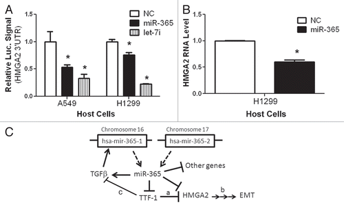 Figure 4 HMGA2 is a target of miR-365. (A) A luciferase reporter assay connected to HMGA2 3′UTR was used in two different host cells to detect the repressive effect by miR-365. Let-7i, a positive control, is known to target HMGA2.Citation37–Citation39 NC, negative control. (B) Endogenous HMGA2 RNA expression was reduced by miR-365. (C) A schematic summarizes the findings of this study. The signaling pathways (a,Citation12 bCitation36 and cCitation27) are known in the literature.