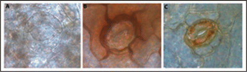 Figure 1 Progression of stomatal functioning over the first week of ex vitro growth (x630). (A) Dysfunctional stomata with no H2O2 accumulation (day 0). (B) Partially functional stomata with H2O2 accumulation on surrounding cells (day 2–4). (C) Functional stomata with H2O2 accumulation on guard cells (day 6–7). Photos are representative of each time point.